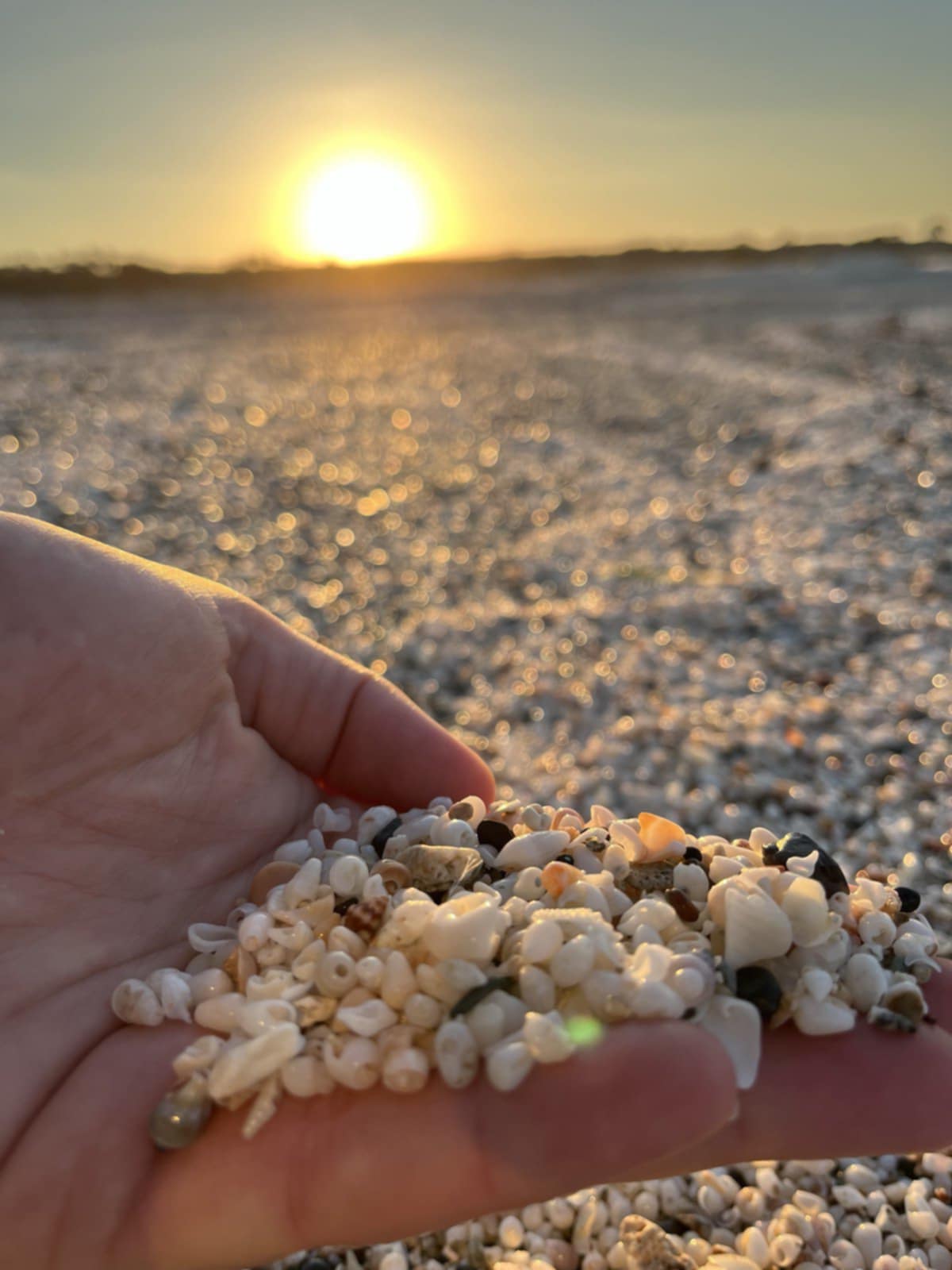 Collected shells catching the last light of sunset